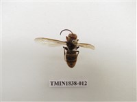 藏品(黃腳虎頭蜂)的圖片